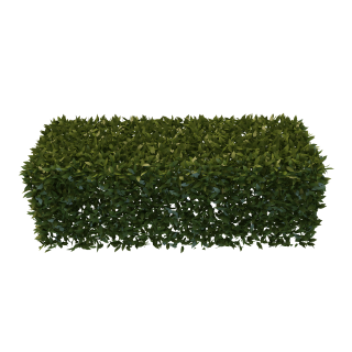 PNG Hedges Free Download PNG images