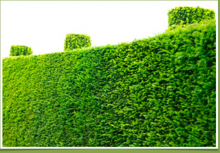 Hedges Free Images Download PNG images