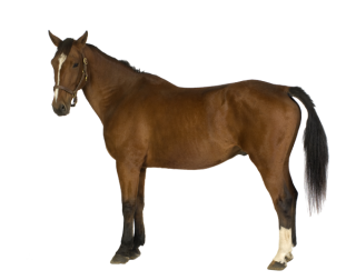 Brown Horse Icon PNG images