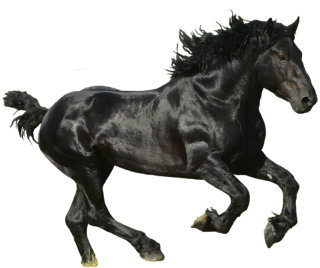 Browse And Download Horse Png Pictures PNG images