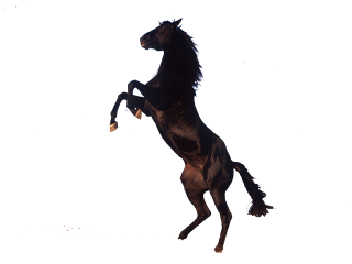 File Horse PNG PNG images