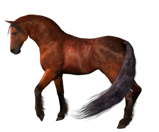 Brown Horse Png PNG images