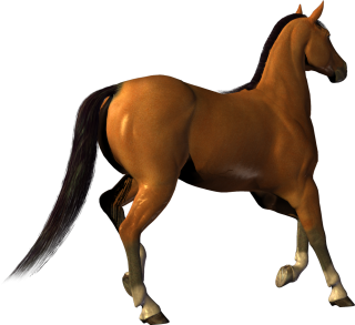 Brown Horse Png PNG images