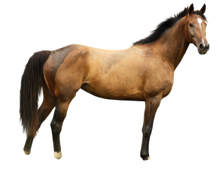 Free Download Of Horse Icon Clipart PNG images