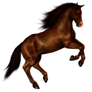 Use These Horse Vector Clipart PNG images
