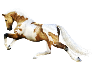 Browse And Download Horse Png Pictures PNG images