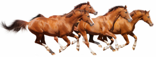 Horse Background Transparent PNG images