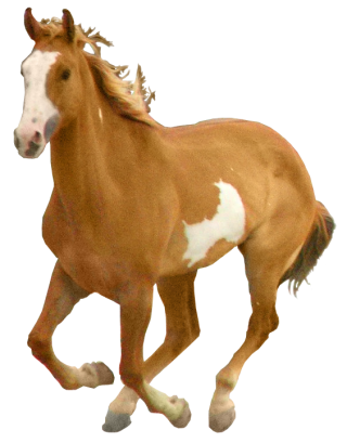 Images Best Clipart Horse Free PNG images