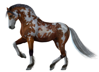 Horse Clipart Png Download PNG images