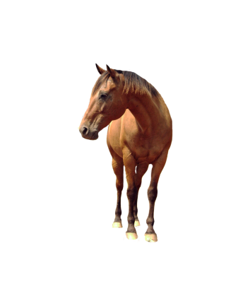 Background Transparent Horse PNG images