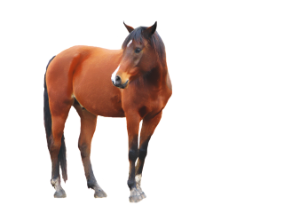 Get Horse Png Pictures PNG images