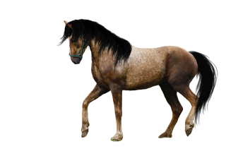 PNG Image Horse PNG images