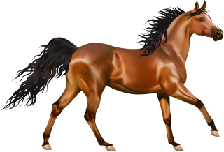 Free Download Horse Png Images PNG images