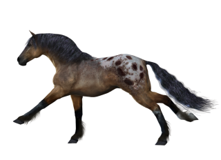 Hd Transparent Png Horse Background PNG images