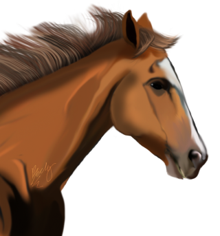 Hd Horse Image In Our System PNG images