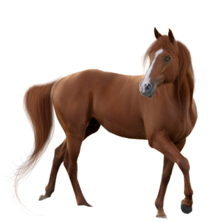 PNG Picture Horse PNG images