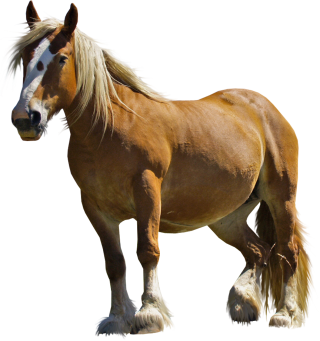 High-quality Horse Cliparts For Free! PNG images
