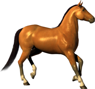 Download Free High-quality Horse Png Transparent Images PNG images