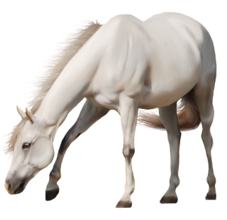 Horse PNG Photo PNG images