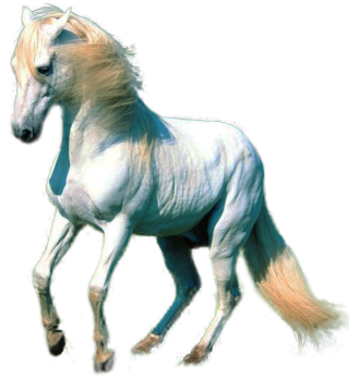 Clipart Horse Collection Png PNG images