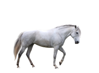 Free Download Of Horse Icon Clipart PNG images
