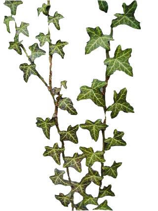 Best Free Ivy Png Image PNG images