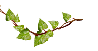 Download Ivy Plants High-quality Png PNG images