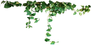 Download Ivy Png Clipart PNG images