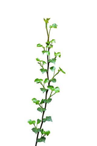 Get Ivy Plant Pictures PNG images