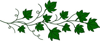 High Resolution Ivy Flowers Png PNG images