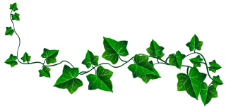 Ivy Drawing PNG images