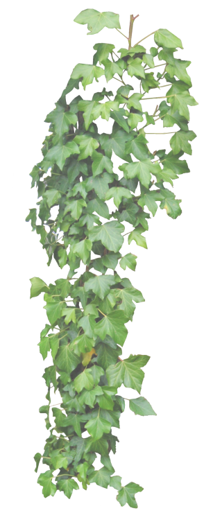 Ivy HD Transparent Background PNG images