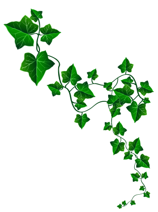 Ivy Leaf Decor PNG Clipart PNG images
