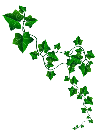 Ivy Leaf Clipart Vector, Green Leaf Ivy Clipart, Ivy Clipart, Leaf, Plant  PNG Image For Free Download