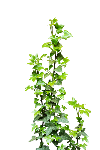 Ivy Picture Flower Download PNG images