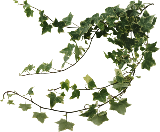 Ivy Picture High Resolution PNG images