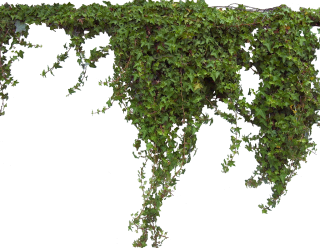 Ivy Plant PNG Image PNG images