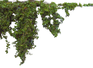 Ivy Plants Transparent PNG PNG images