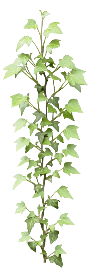 Ivy PNG File PNG images