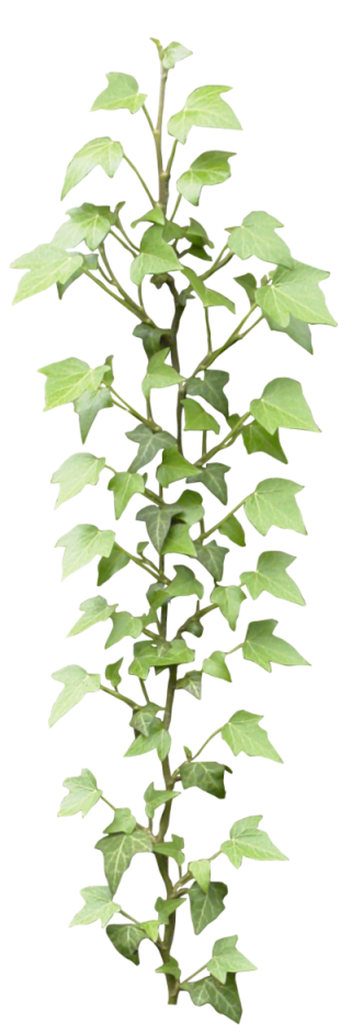 Ivy leaves clipart. Free download transparent .PNG