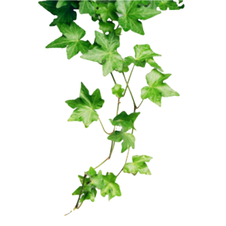 Ivy Leaves Images  Free Photos, PNG Stickers, Wallpapers & Backgrounds -  rawpixel