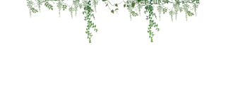 Ivy Vector Png PNG images