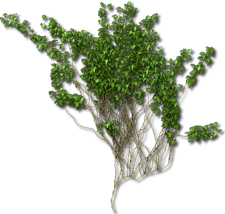 Ivy Vine PNG Picture 5 PNG images