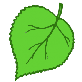 Png Save Leaf PNG images