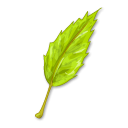 Simple Leaf Png PNG images