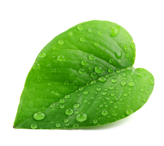 Leaf PNG, Leaf Transparent Background - FreeIconsPNG