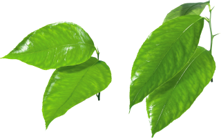 Green Leaves PNG PNG images