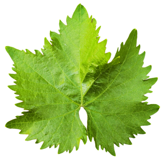 Green Leaves PNG PNG images