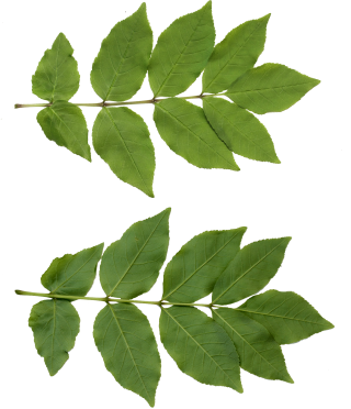 Transparent Png Leaf Background PNG images