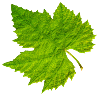 Download Leaf Latest Version 2018 PNG images